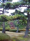 manicured pine trees in a tokyo ornamental park garden