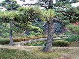 pine trees and decorative ornamental gardens in a tokyo park