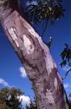Close up Old Gum Tree Trunk in Australia. Captured Outdoor with Light Blue Sky Background.