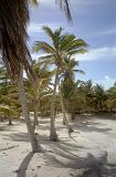 grove of palm trees in mexico on coral white sand