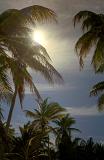 sun shining through a grove of palm trees in mexico