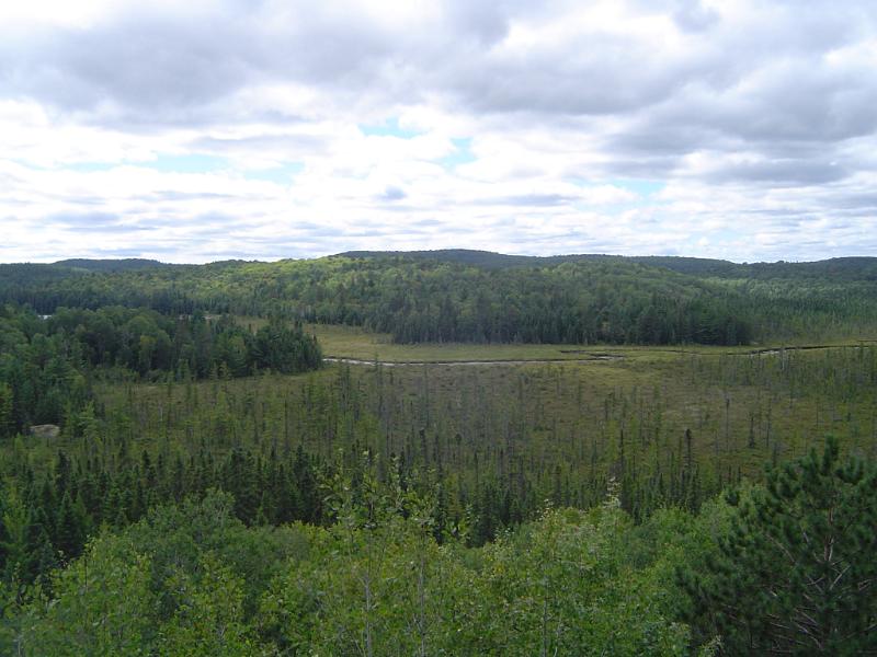 Overview of Forest at Algonquin Park, Ontario, Canada