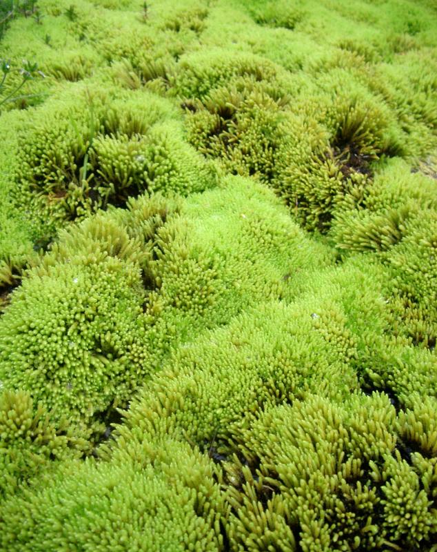 Background texture of lush green moss in Iceland growing on the ground in the wet climate