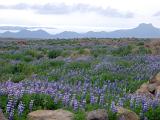 Wild blue lupins flowering in a meadow in Iceland, scenic landscape view with distant volcanic mountains
