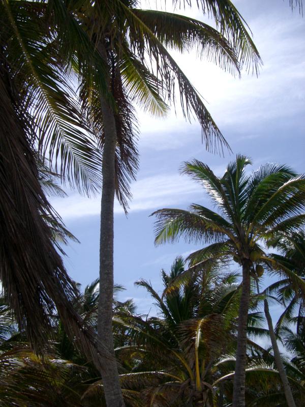 Grove of tropical coconut palms in Mexico under a blue sky conceptual of travel getaways and summer vacations