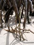 Long roots of mangrove trees anchoring the trees to the golden beach sand in a tidal coastal swamp