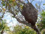 Large mud structure of a termite nest in a tree in the jungle in Mexico