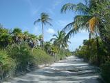 Dirt road through tropical jungle in Mexico lined with palm trees providing shade on a hot summer day in a travel, vacation and getaway concept