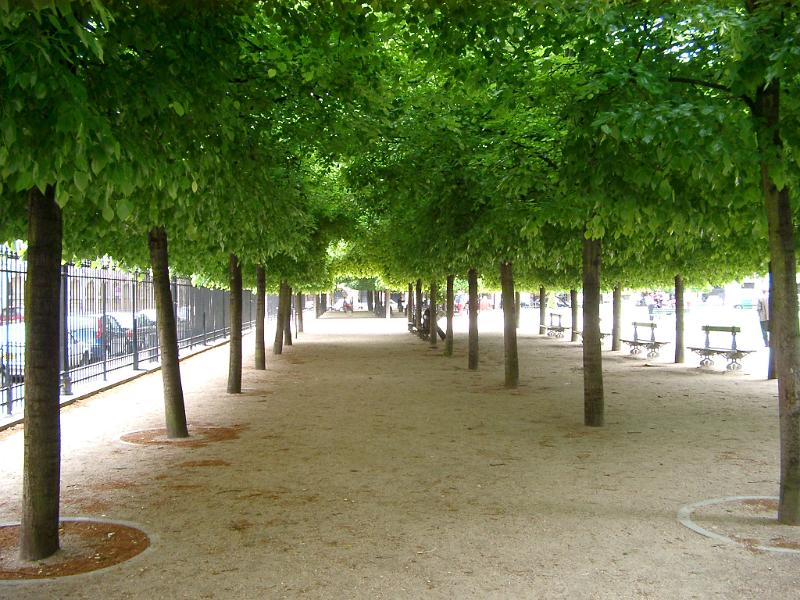 Avenue of neatly manicured and pruned green trees in Paris lining a walkway in park, receding perspective