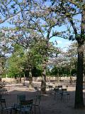 Spring blossom in a Paris park with groups of chairs under shady trees for people to sit and relax
