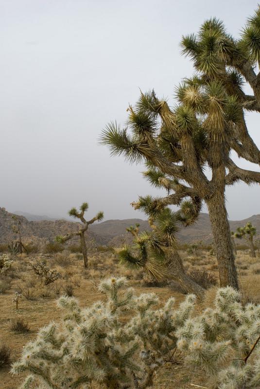 Trees and Landscape with Overcast Sky in Joshus Tree National Park, California, USA