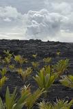 Plenty Small Coconut Plants Growing on Hardened Lava Field