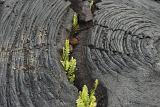 Ferns regrowing in an eroded crack in a solidified lava field of igneous rock on Hawaii