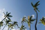 Plenty Tall Palm Trees on Lighter Blue Gray Sky Background in Worms Eye View