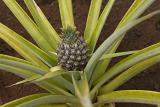 Close up Small Pineapple Fruit Growing with Long Slim Thick Leaves.
